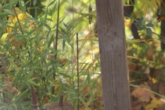 SONY DSC